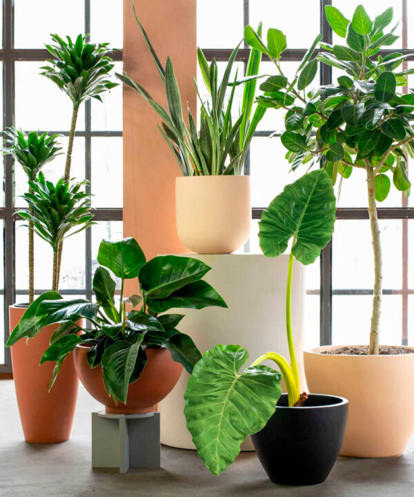 Spathiphyllum Sp. - Peace Lily