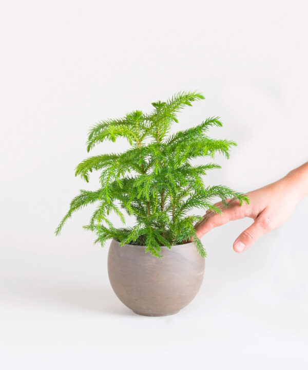 Norfolk Island Pine