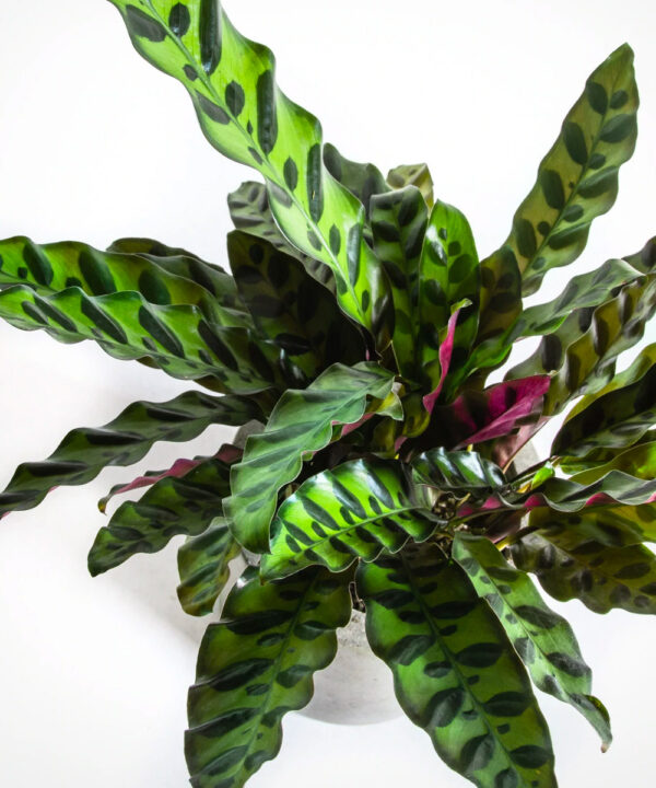 Calathea Lancifolia - Rattlesnake Plant