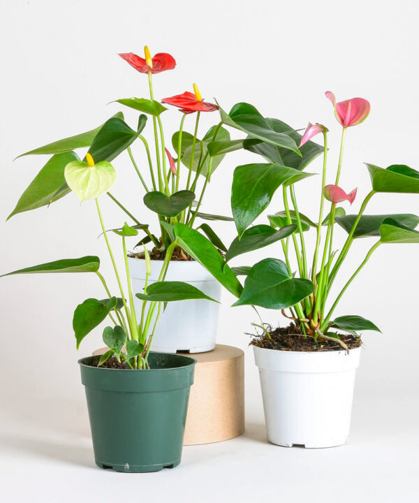 Anthurium Andreanum - Flamingo Flower