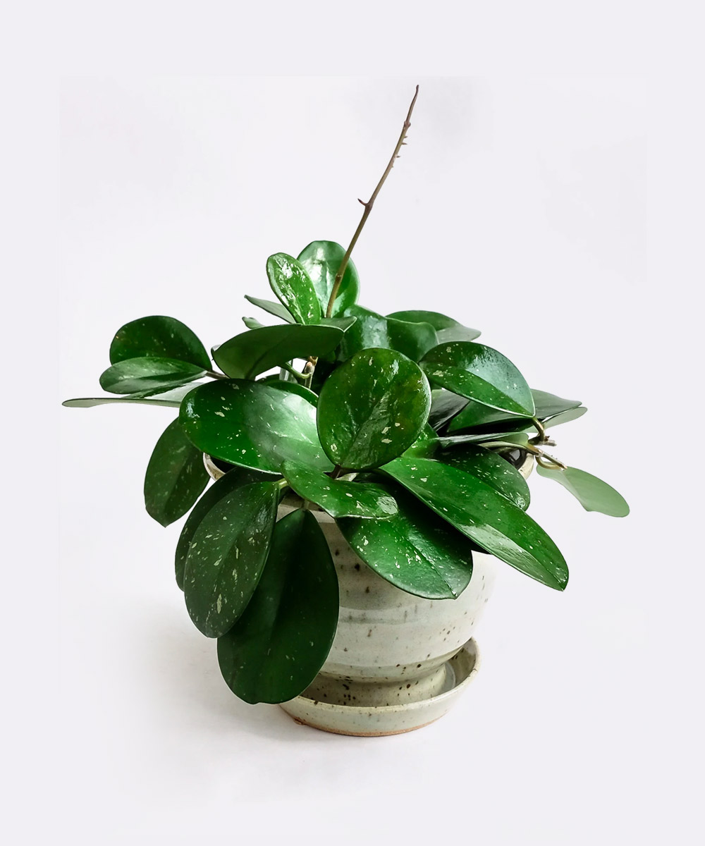 Hoya Obovata