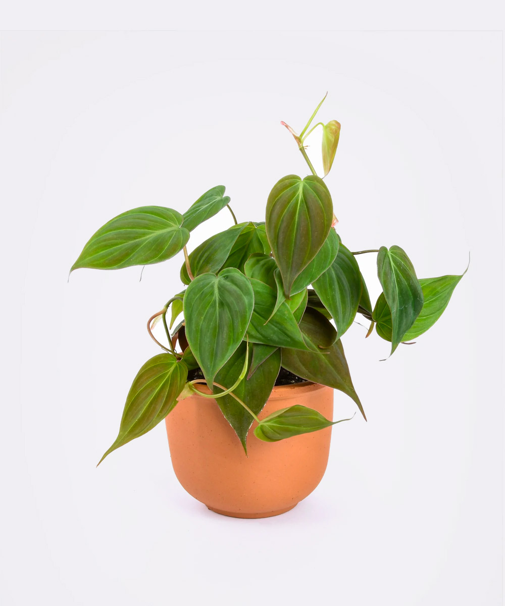Philodendron 'Micans'