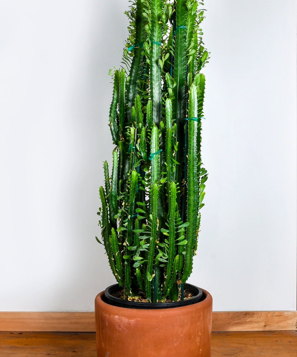 Euphorbia Trigona - 14" Pot